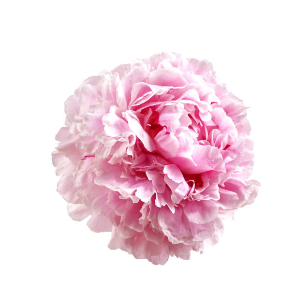 istock Pink fresh peony isolated on white background 1253221693