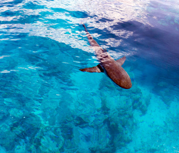 istock a shark close to our boat 1253222321