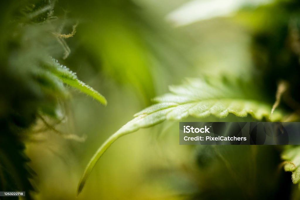 Abstract cannabis fan leaf background Abstract cannabis fan leaf background horizontal Cannabis Plant Stock Photo