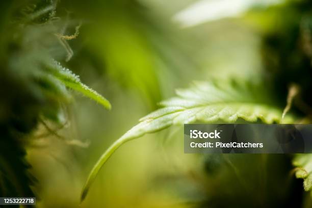 Abstract Cannabis Fan Leaf Background Stock Photo - Download Image Now - Cannabis Plant, Cannabis - Narcotic, Hemp