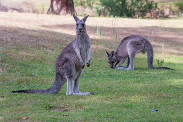 istock Two kangaroos on a grassy clearing near bush land 1253222980