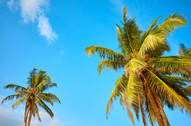 istock Coconut palm trees against blue sky. 1253223868