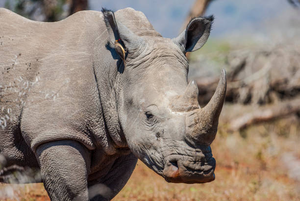 istock Rhino /South Africa 1253224390