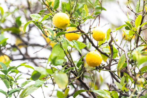 Juicy ripe lemons on a tree covered in rain drops
