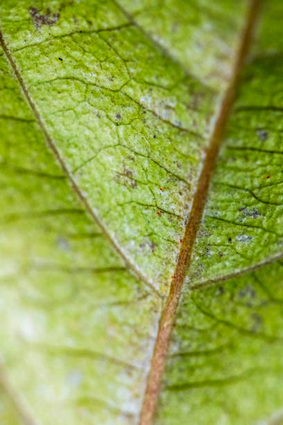 istock Detail of delicate leaf veins 1253224596