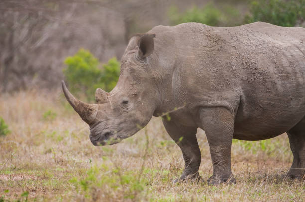 istock Rhino /South Africa 1253224619