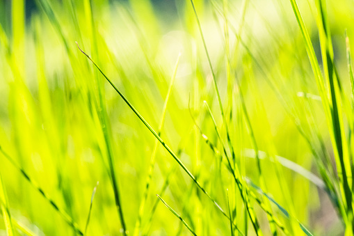 Selective focus tall green blades of grass