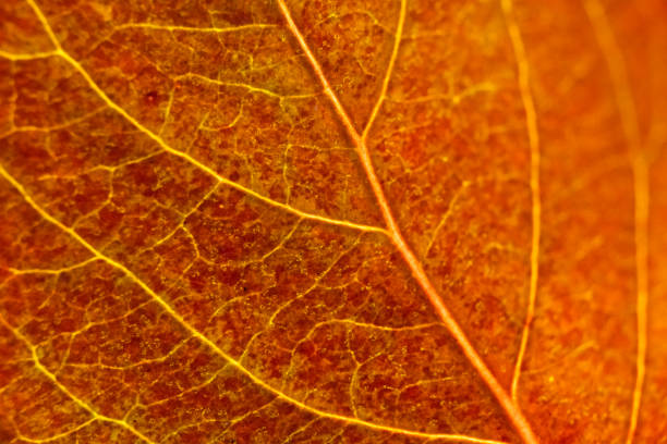 Macro detail of red autumn leaf