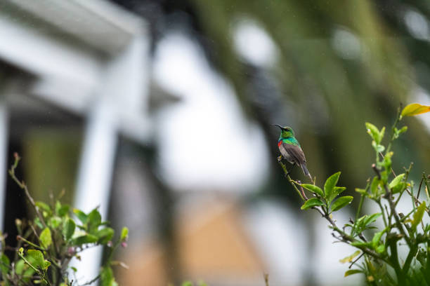 Selective focus male sunbird perched on a lemon tree in the rain