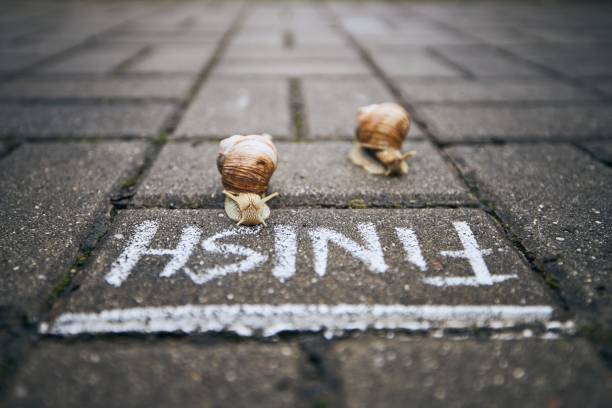 Close-up of racing snails in front of finish line. Themes competition, winning and funny animals.