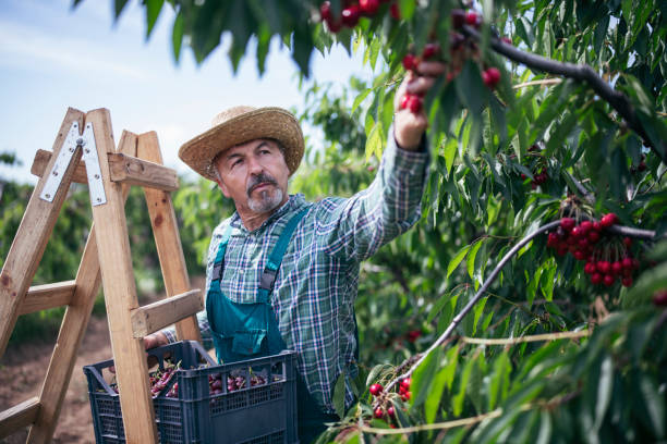 Senior Adult Picking Cherries In Orchard.