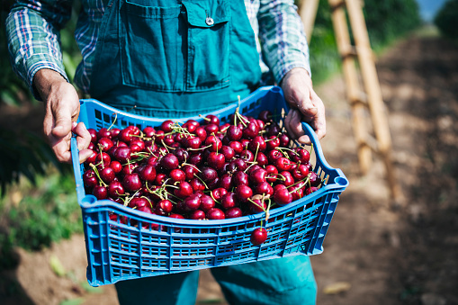 Unrecognizable farmer holding crate with freshness cherries in orchard, close up