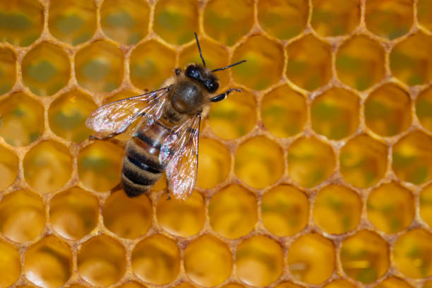 istock Close-up of working bees on honeycombs. Beekeeping and honey production image 1253227620