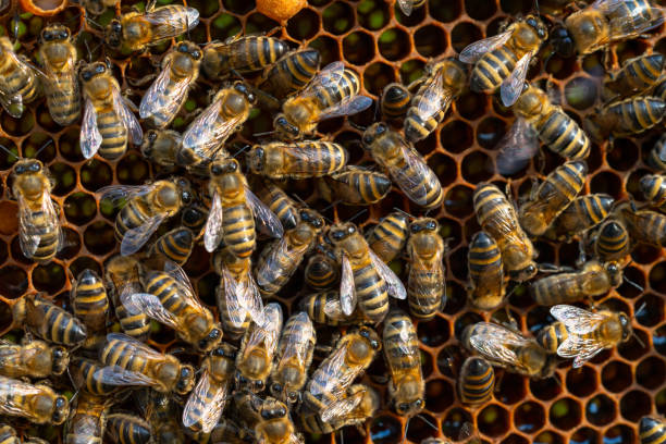 istock Close-up of working bees on honeycombs. Beekeeping and honey production image 1253227652