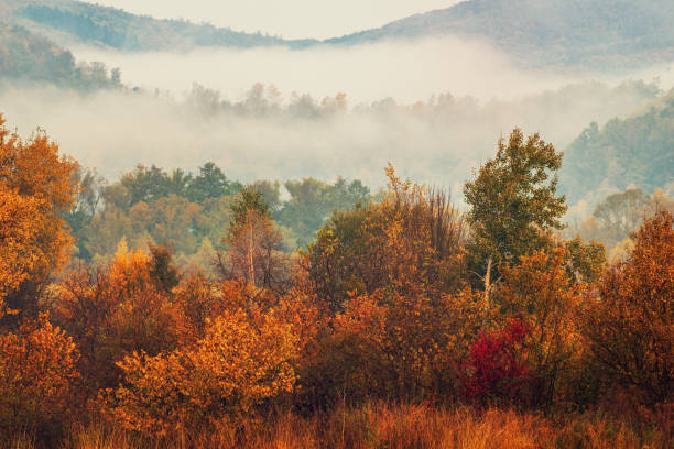 istock Foggy autumn landscape 1253228609