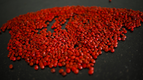 Red sandalwood (Adenanthera pavonina) seeds isolated on a black background. Manchadi, Manjadi, Manjetti, Peacock flower fence, Acacia Coral, Anikundumani, Bandi guruvenda, Barbados pride, Barricarri.