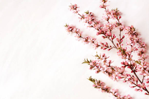istock Branch of almond on white. 1253231108