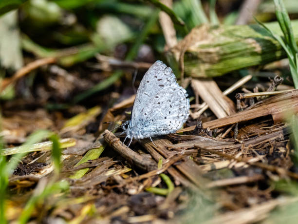 istock Holly Blue butterfly resting on forest floor 1 1253231437