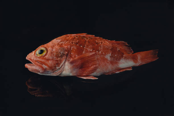 Cabracho Cabracho on a black tray with reflection red scorpionfish photos stock pictures, royalty-free photos & images