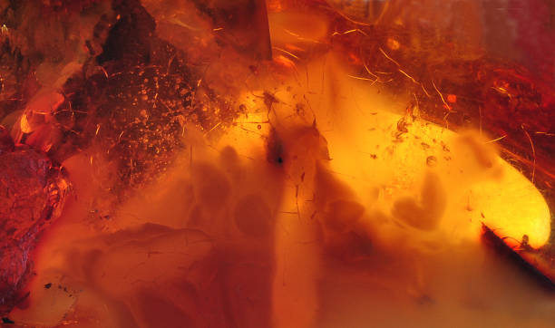 istock Polished, beautiful Baltic amber fossil 1253231814