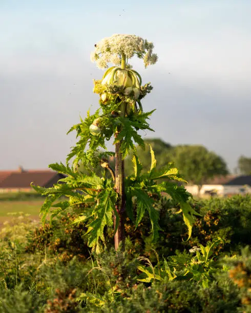 A Giant Hogweed plant (Heracleum mantegazzianum) growing in a field in Scotland