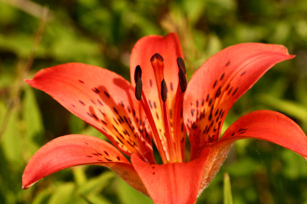 istock red Lily flower on the field 1253233097