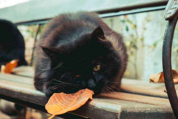 cute black cat in autumn garden