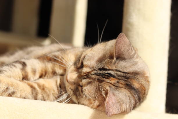 istock A cute cat lying in the sunshine. 1253233900