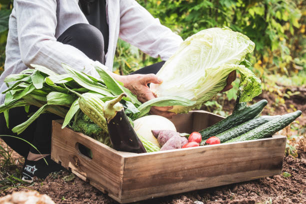 istock Farmer showing fresh vegetables 1253234047