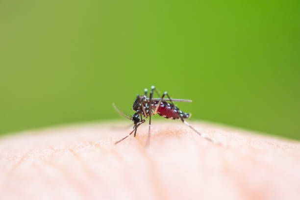 Mosquito sucking blood stock photo