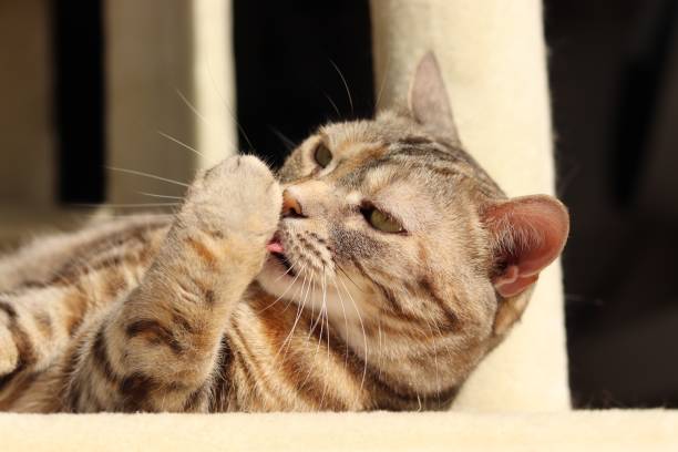 istock A cute cat grooming in the sunshine. 1253234448