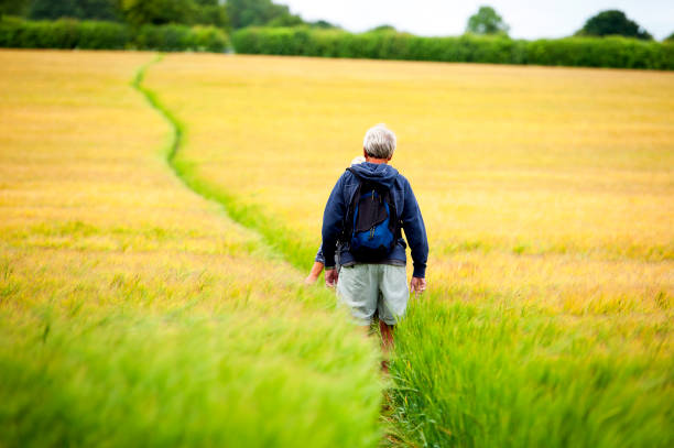 Footpath through barley crop, Cranborne, Dorset, England. Countryside scenery of the beautiful undulating fields of Cranborne Chase in Dorset, where agriculture and nature blend harmoniously with farm crops and wild flowers and woodland forming a typically tranquil rural English country view