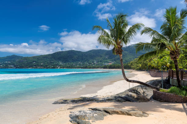 istock Coco palm on tropical paradise 1253235611