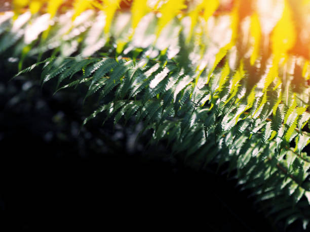 istock green fern leaves 1253237973