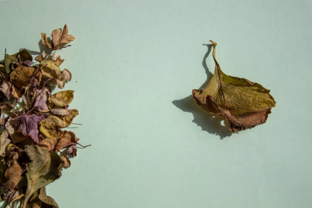istock Dry flower leaves on a light background. Herbarium. 1253239259
