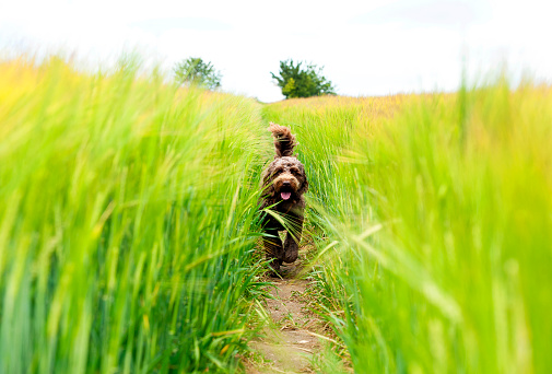A Cockapoo dog runs along a footpath in the countryside scenery of the beautiful undulating fields of Cranborne Chase in Dorset, where agriculture and nature blend harmoniously with farm crops and wild flowers and woodland forming a typically tranquil rural English country view