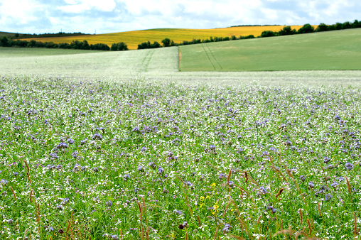 Wild meadow flowers are sown in fallow fields to replenish nitrates and nutrients  in the soil prior to growing crops in succeeding years. Countryside scenery of the beautiful undulating fields of Cranborne Chase in Dorset, where agriculture and nature blend harmoniously with farm crops and wild flowers and woodland forming a typically tranquil rural English country view