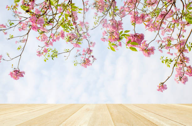 istock Empty top wooden table on pink flowers tree on sky with clouds 1253239583