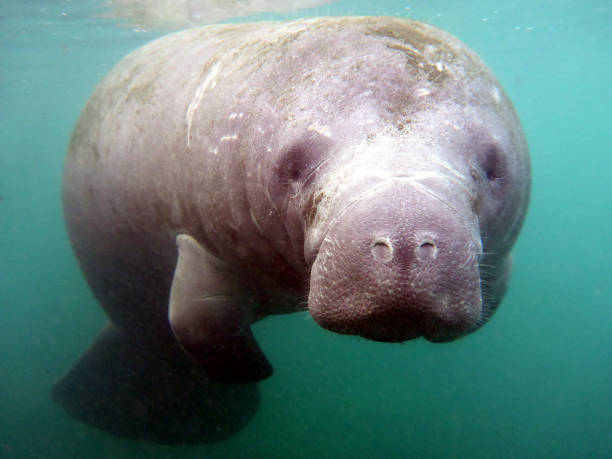 portarit de manatí joven - manatee fotografías e imágenes de stock