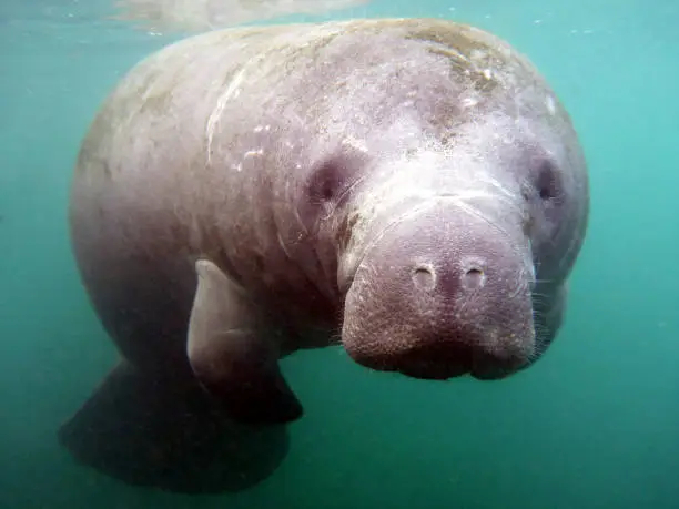 Young manatee. Mid water portrait. Florida, USA.