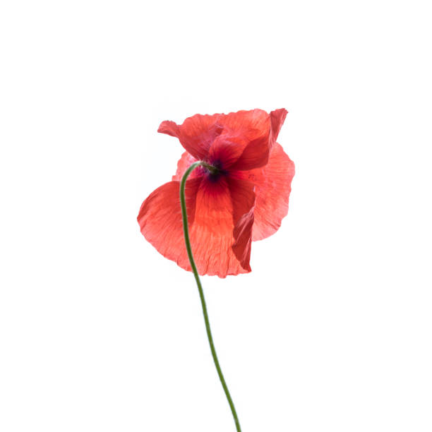 istock Poppy flower isolated on white. 1253242353