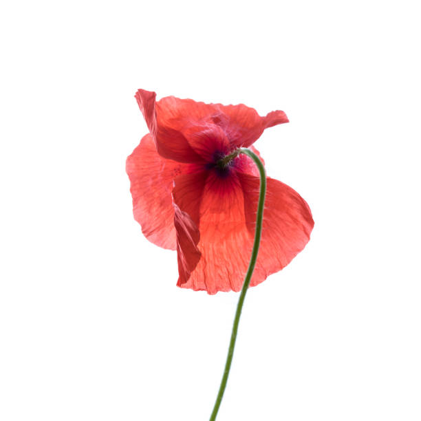 istock Poppy flower isolated on white. 1253242357