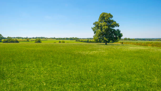 istock Grassy fields and trees with lush green foliage in green rolling hills below a blue sky in sunlight in summe 1253242376