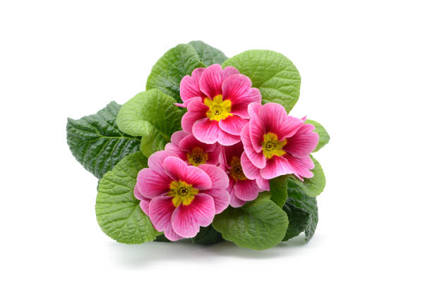 top view of red pink primula flowerpot on white isolation. stock photo