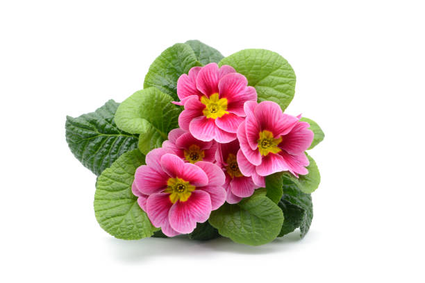 top view of red pink primula flowerpot on white isolation. - primrose imagens e fotografias de stock