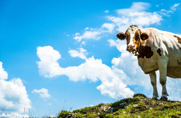 istock cow at the kranzhorn mountain in austria 1253242541
