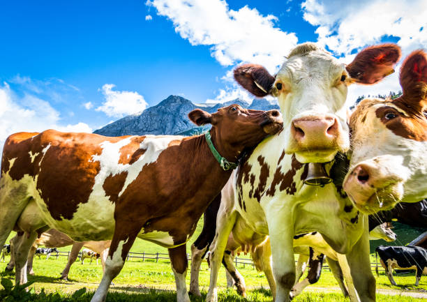 istock nice cow at the eng alm in austria 1253243346