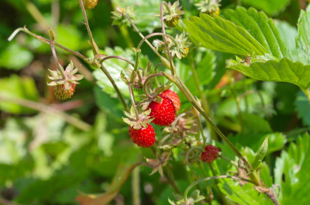 istock Wild strawberry in the forest 1253243788