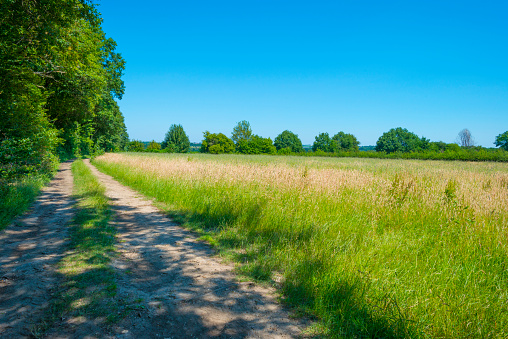 Grassy fields and trees with lush green foliage in green rolling hills below a blue sky in sunlight in summer, Voeren, Voer Region, Limburg, Flanders, Belgium, June 26, 2020
