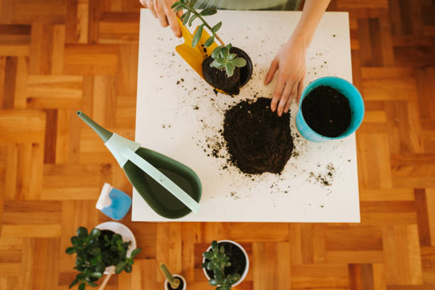 istock Using  hands to mold planting soil for a new plant 1253244621